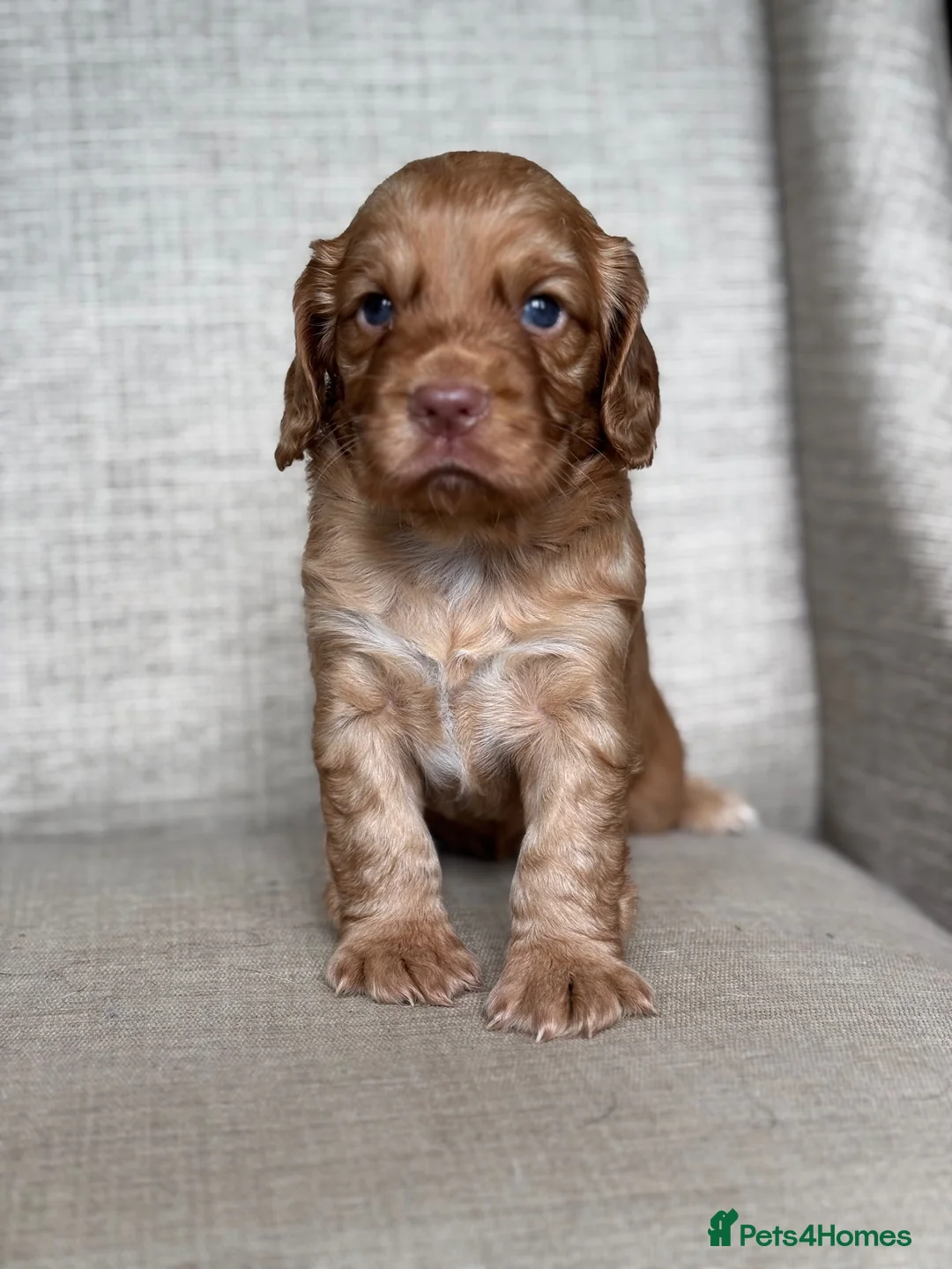 Cocker Spaniel dogs for sale: BEAUTIFUL KC COCKER SPANIEL PUPPIES  - Advert 11