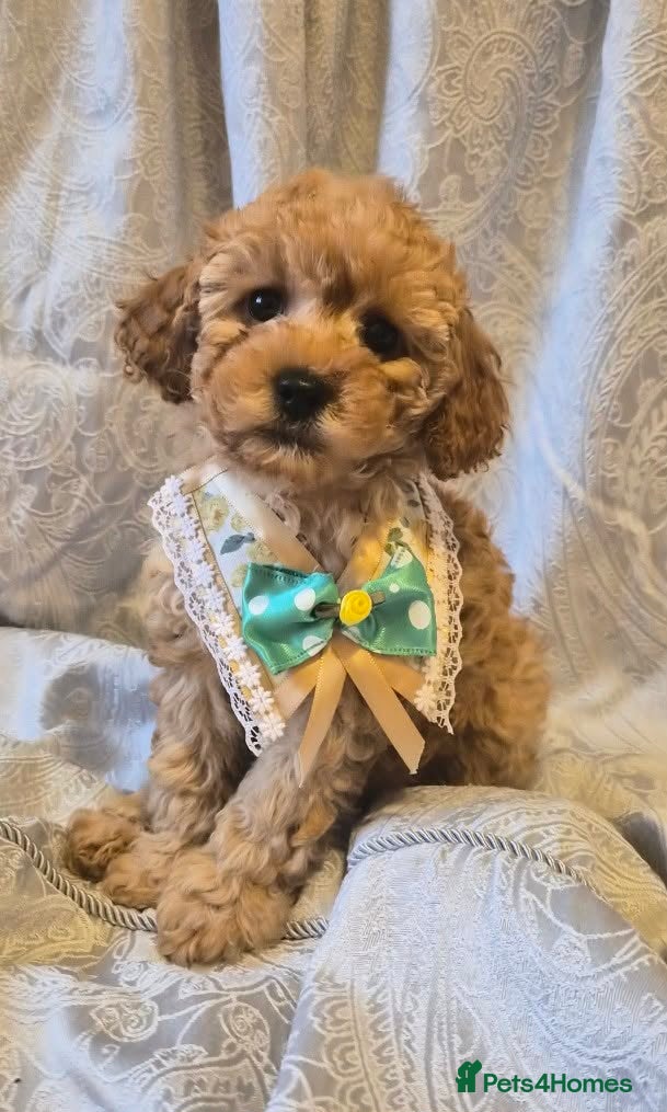 Miniature Poodle dogs Beautiful little red poodle girls ( 1 left ) - Advert 1