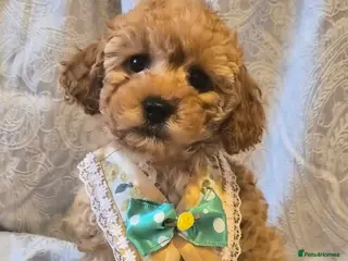 Miniature Poodle dogs Beautiful little red poodle girls ( 1 left ) - Advert 1