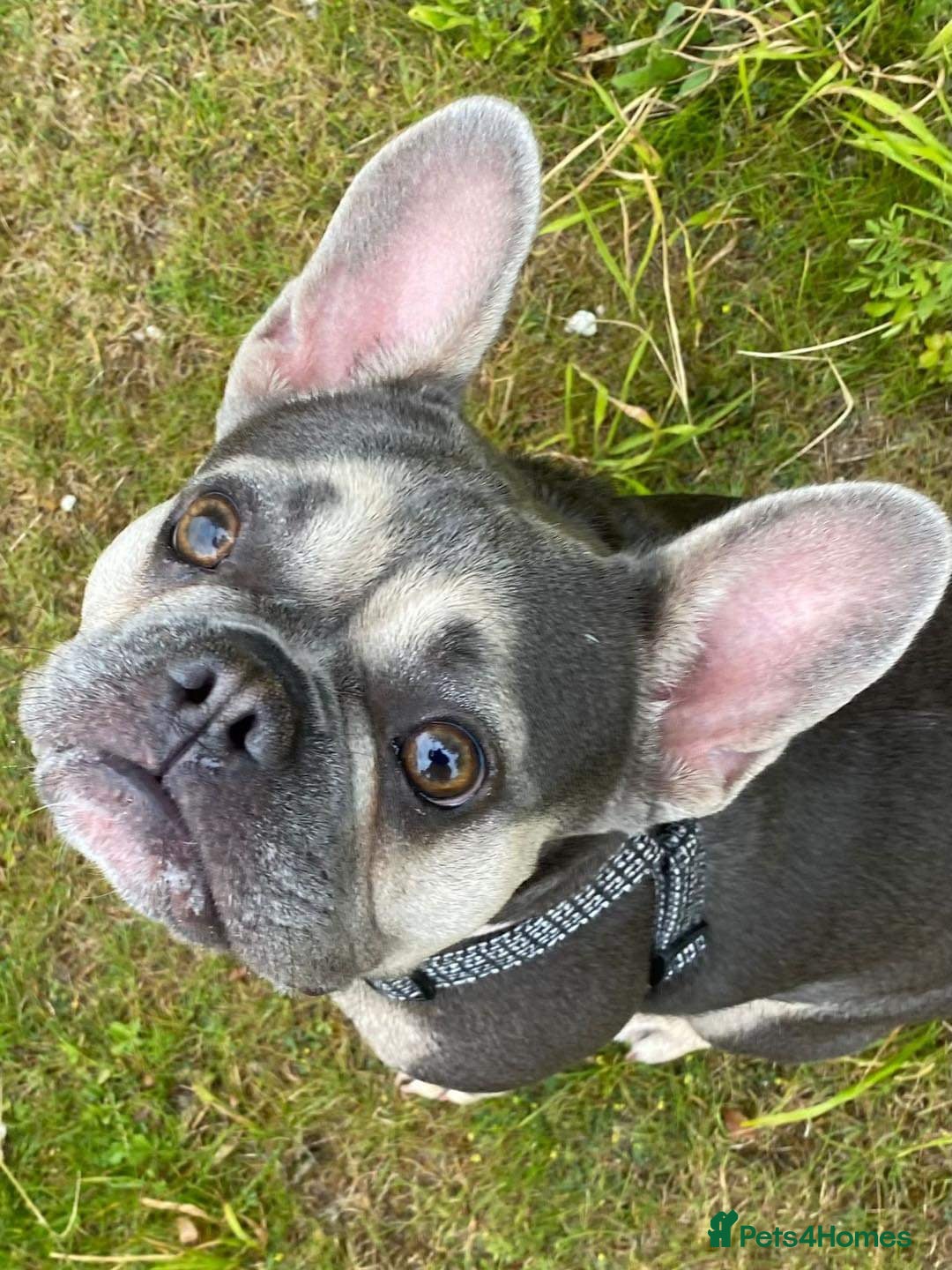 French Bulldog dogs for sale: Two Stunning Frenchie girl puppies left! - Advert 3