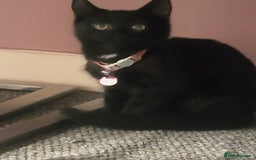 Mixed Breed cats for sale: Lilly needs new home asap - Image 3
