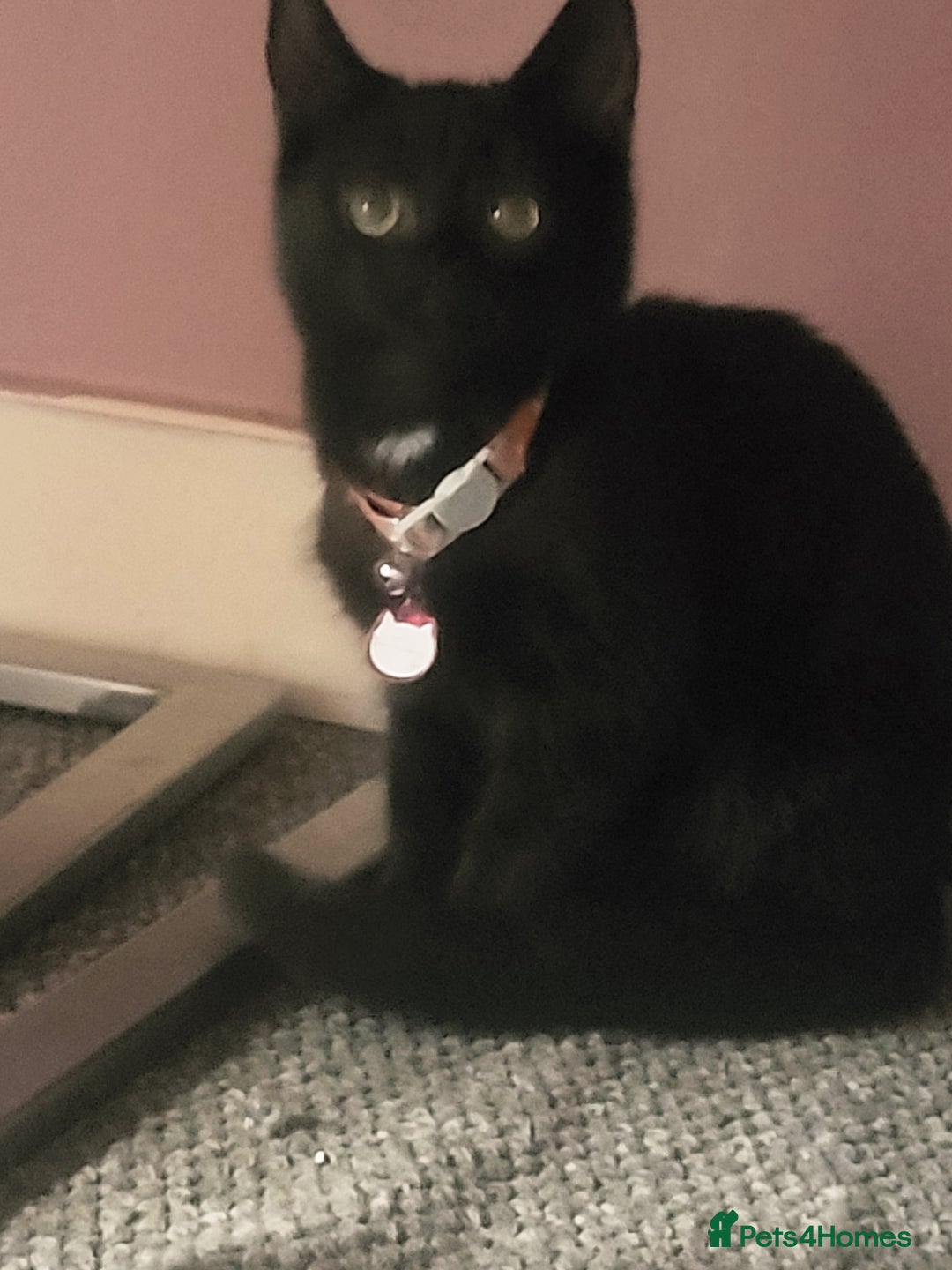 Mixed Breed cats for sale: Lilly needs new home asap - Image 3