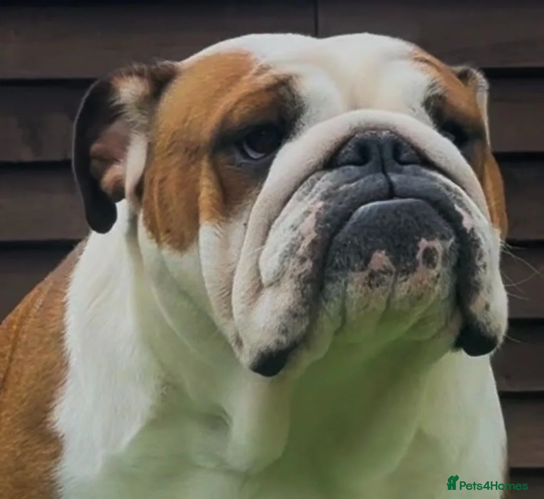 English Bulldog dogs for sale: MULTI CH Sired english bulldog puppies. - Advert 6
