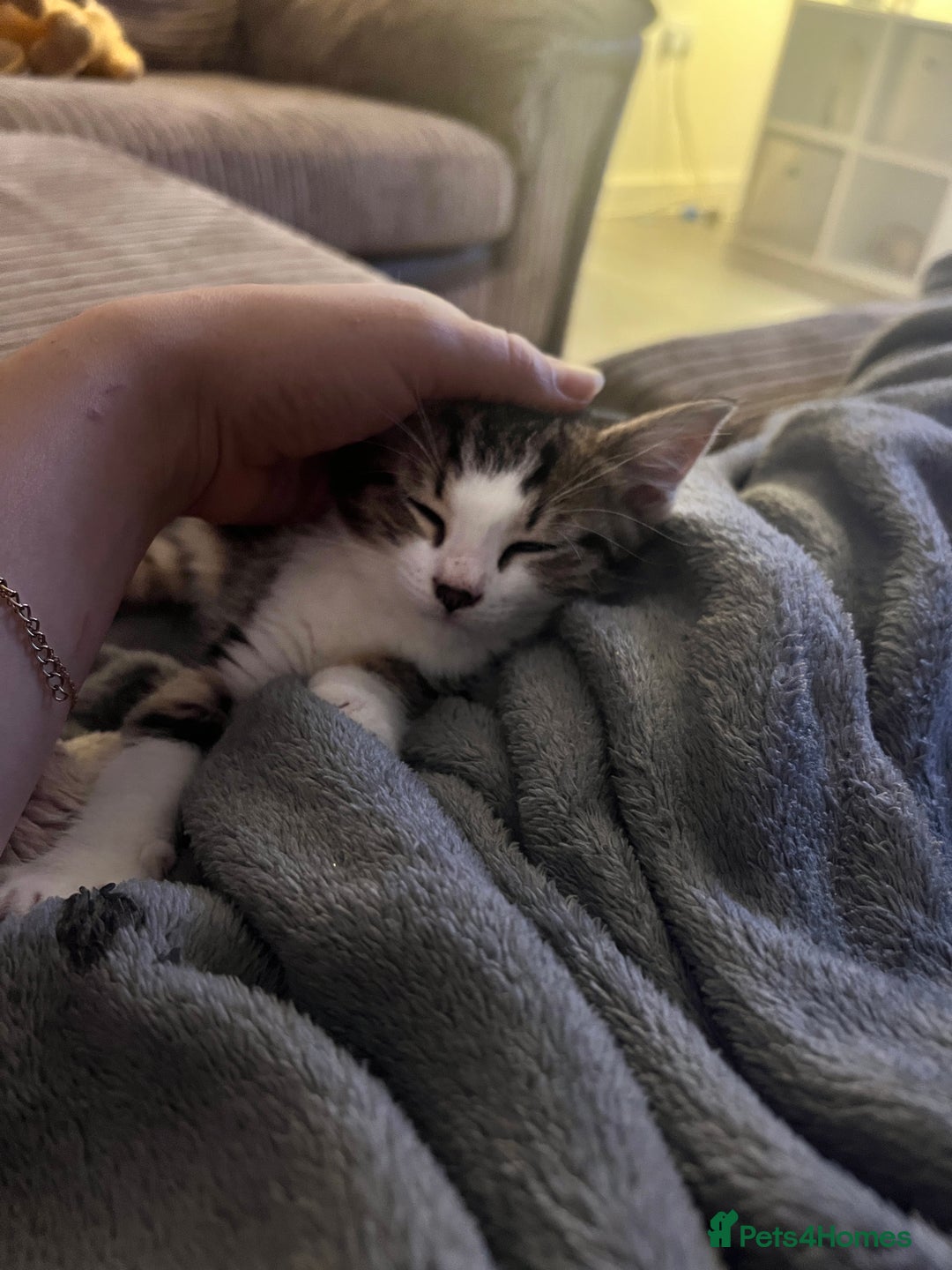 Domestic Shorthair cats for sale: Free to a good home - Advert 3