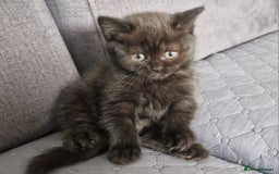 British Shorthair cats for sale: 4 British Shorthair  - Image 7