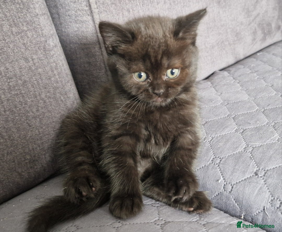 British Shorthair cats for sale: 4 British Shorthair  - Image 7