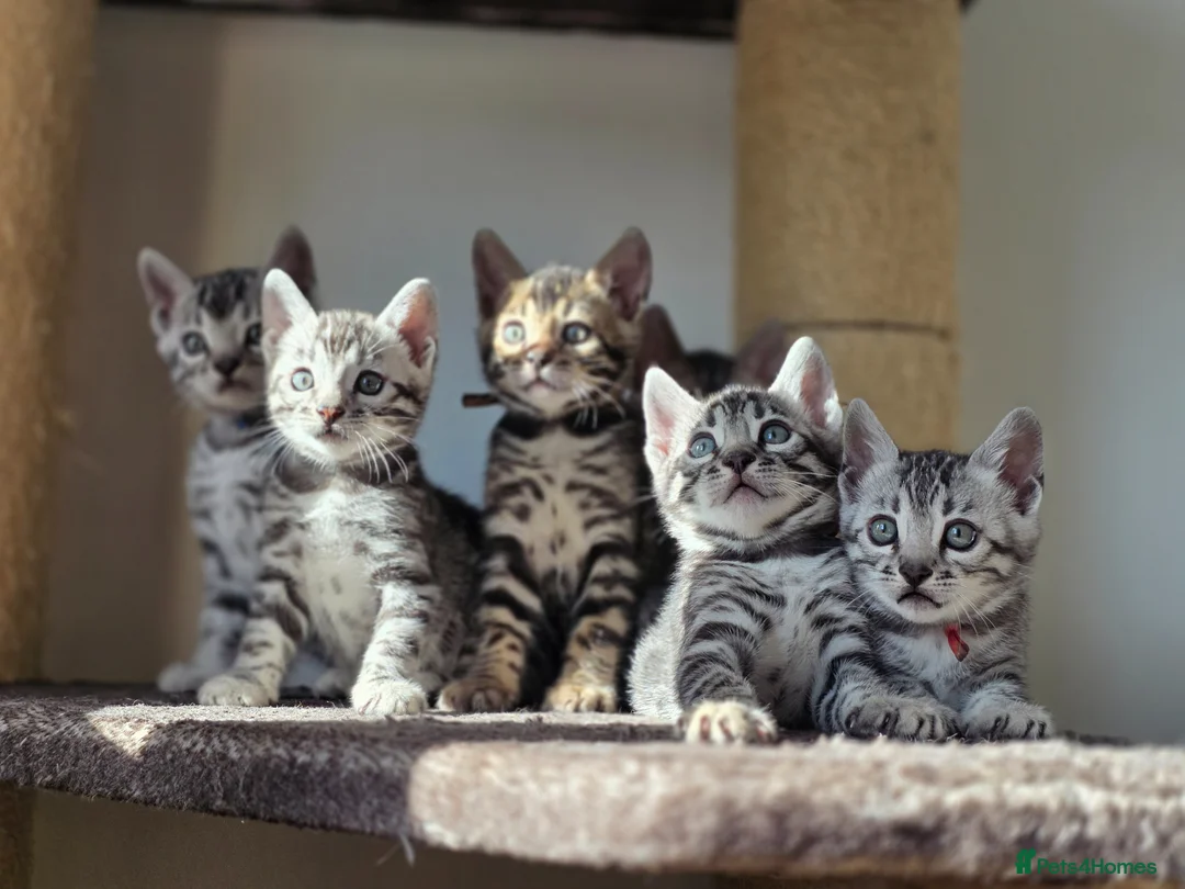 Bengal cats for sale: Gorgeous Health Tested Bengal Kittens  - Advert 1