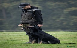 German Shepherd dogs for sale: Nix female  - Image 4