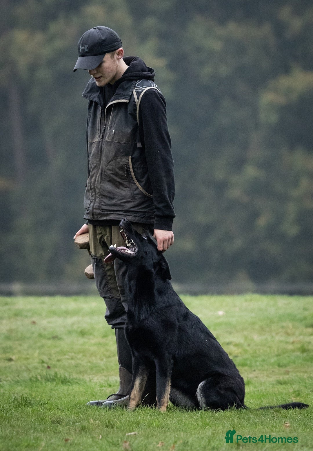 German Shepherd dogs for sale: Nix female  - Image 4