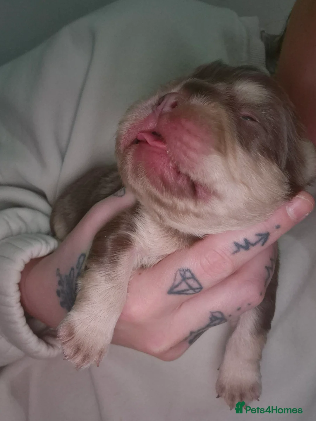 French Bulldog dogs for sale: French bulldog fluffy - Advert 5