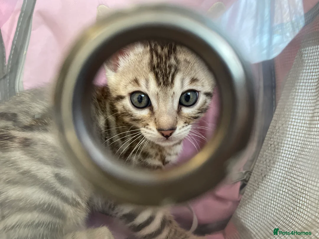 Bengal cats for sale: 🥇🏆Gorgeous Pedigree Tica Pure Bengals🏆🥇 - Advert 7