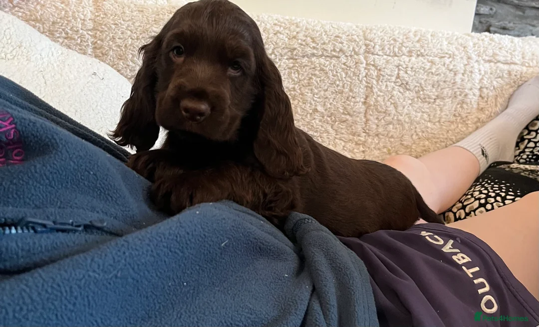 Cocker Spaniel dogs for sale: Health tested KC show type cocker 🐶 ⭐️  - Advert 13