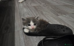 Turkish Angora cats for sale: 3 turkish angora x  - Image 2