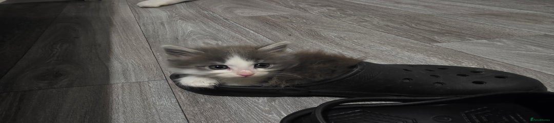 Turkish Angora Kitten 1
