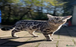 Bengal cats for sale: Pure bengal kittens - Image 4