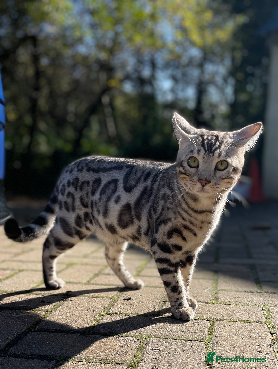 Bengal cats for sale: Pure bengal kittens - Image 4
