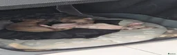 Italian Greyhound dogs for sale: Italian greyhound in Hartlepool - Advert 17