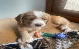 Cocker Spaniel dogs for sale: Golden & Red Working Cocker Spaniel Puppies - Image 21