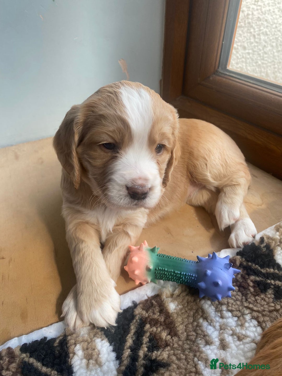Cocker Spaniel dogs for sale: Golden & Red Working Cocker Spaniel Puppies - Image 21