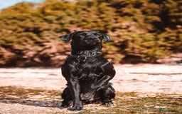 Labrador Retriever dogs for stud: Health Tested KC Labrador Stud  in Wimborne - Image 5