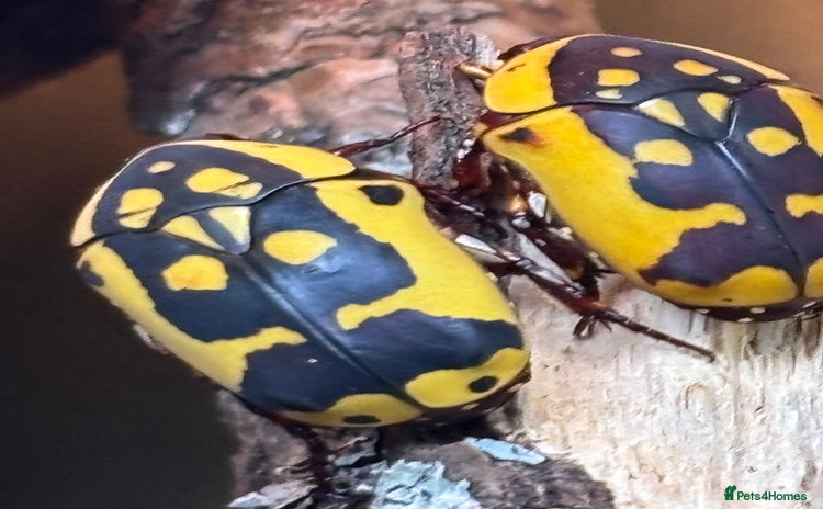 Beetles invertebrates - Advert 12