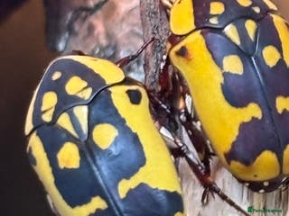 Beetles invertebrates Pachnoda Adult beetles - Advert 6