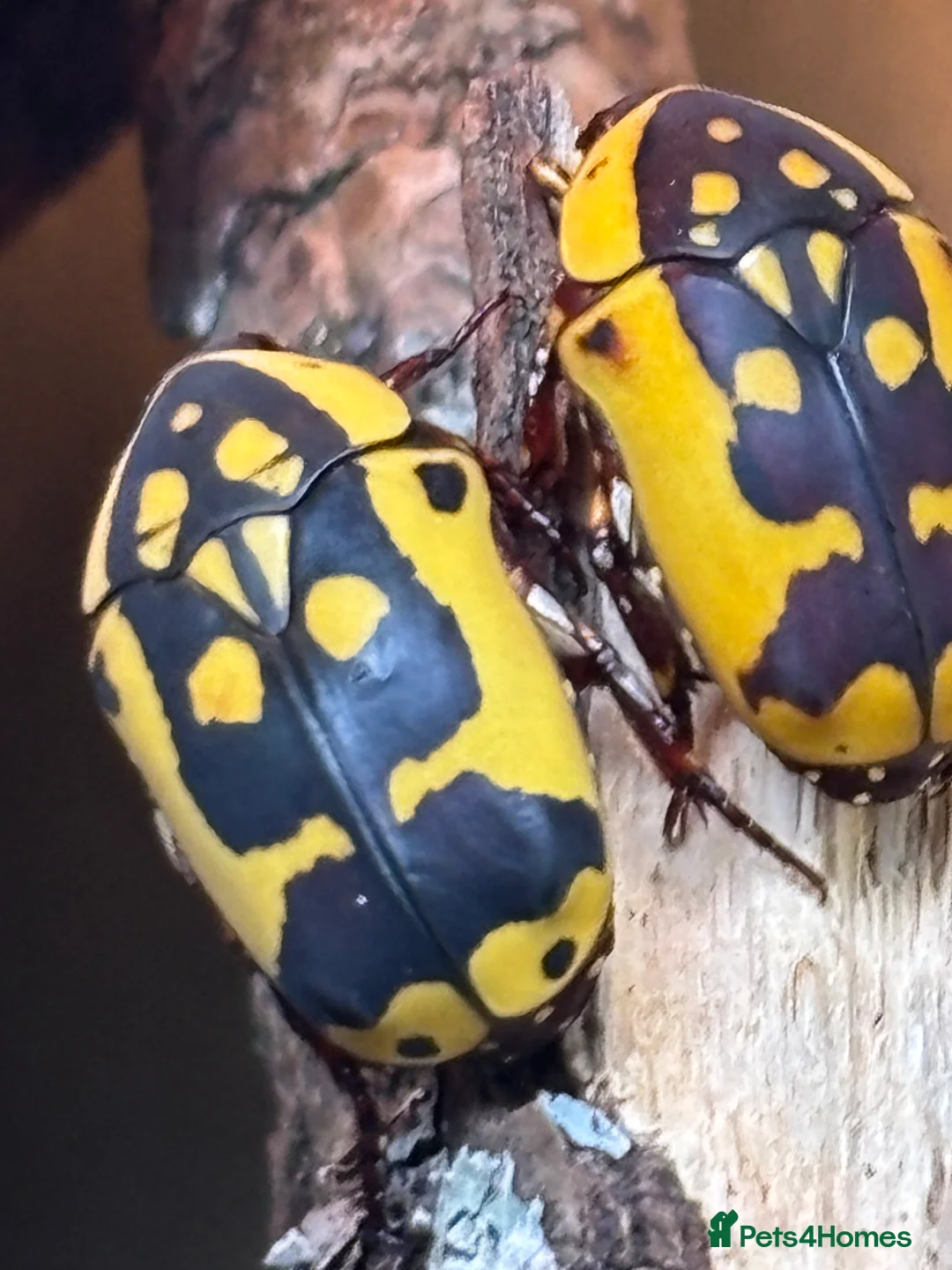 Beetles invertebrates for sale: Pachnoda Fissipunctum Adult beetles x4 - Advert 1