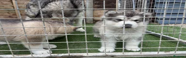 Alaskan Malamute 1