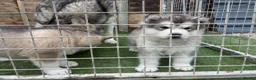 Alaskan Malamute dogs for sale: Pure bred Alaskan malamute puppies for sale £1200 - Advert 4