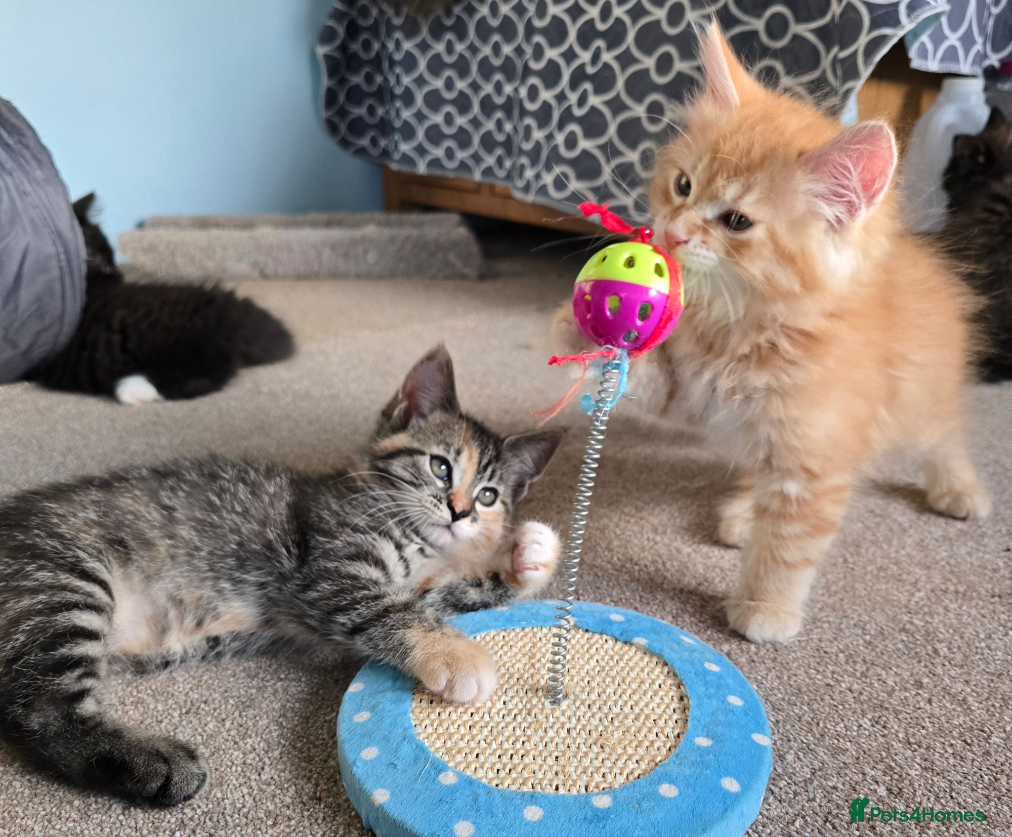 Mixed Breed cats A Fairytale Romance - Advert 16