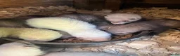 Ferret rodents for sale: Team of Young Ferrets Available – Working stock  - Advert 3