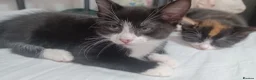 Mixed Breed cats for sale: Kittens  in London - Advert 7