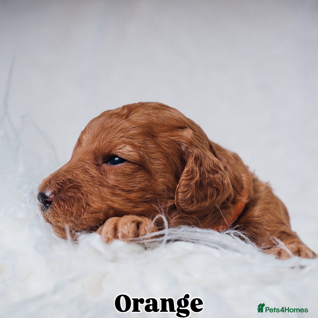 Labradoodle dogs for sale: F2B Labradoodle Puppies – Red & Apricot - Advert 25