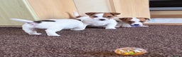 Jack Russell dogs for sale: Miniature Jack Russell Puppies… - Advert 13