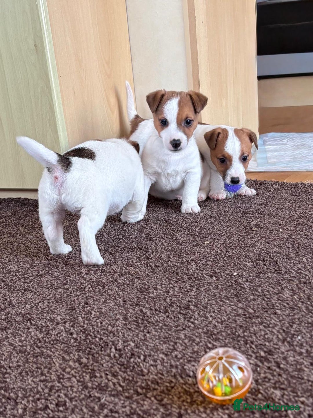 Jack Russell dogs for sale: Miniature Jack Russell Puppies… - Advert 13