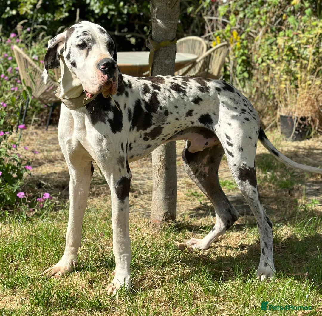Great Dane dogs for stud: ⭐️Vonrockas Oblix health tested⭐️ in Leicester - Image 5