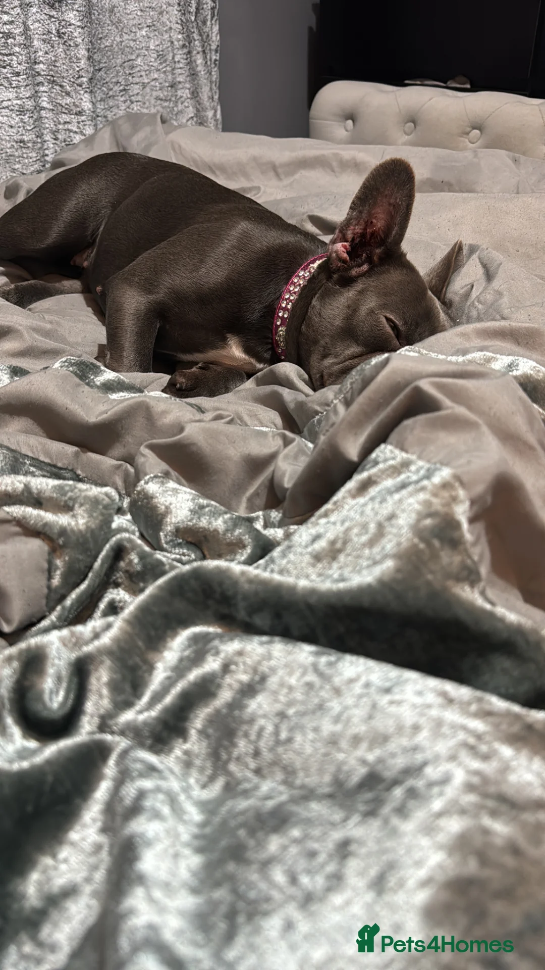 French Bulldog dogs for sale: French bulldog  in Camberley - Advert 2