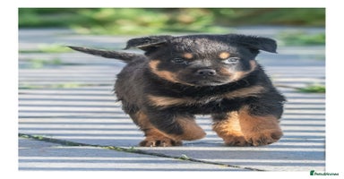 Rottweiler dogs - Advert 4