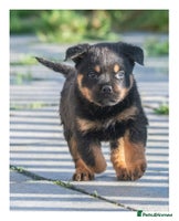 Rottweiler dogs - Advert 4