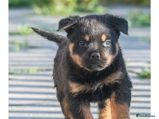 Rottweiler dogs 5-Generation Kennel Club Puppies Elite Bloodlines - Advert 4