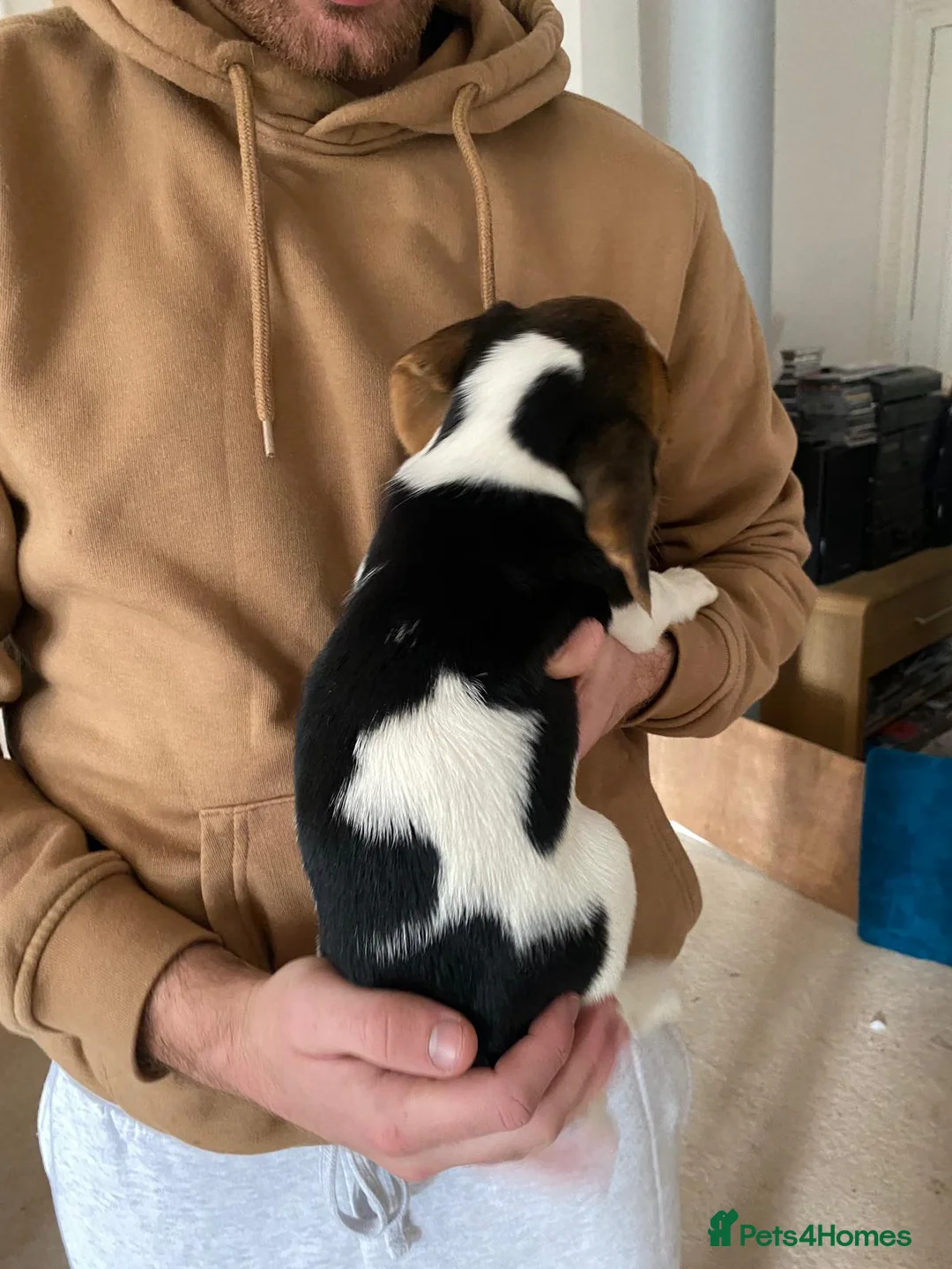Beagle dogs for sale: Beautiful home reared chunky beagle pups - Advert 16