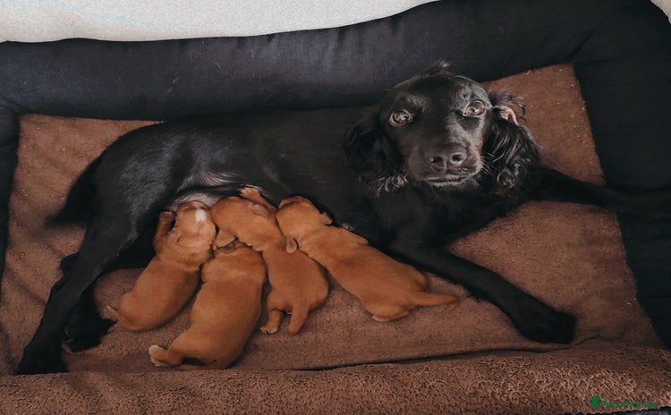 Cocker Spaniel dogs - Advert 1