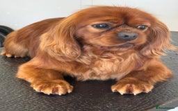 Cavalier King Charles Spaniel dogs for stud: Fully Health Tested Cavalier King Charles Stud in Prudhoe - Image 2