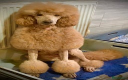 Standard Poodle dogs for sale: KC standard poodles expected soon! - Image 2