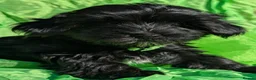 Yorkshire Terrier dogs for sale: Stunning Yorkshire Litter of Unique Colours - Advert 16