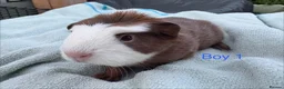 Guinea Pig rodents for sale: Baby Girls & Boys - Advert 6