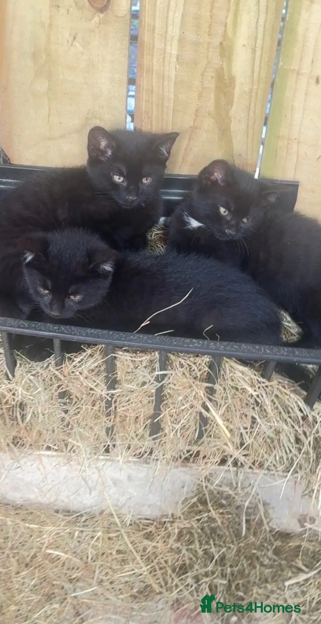 Domestic Shorthair cats for sale: Farm kittens  in Hawes - Advert 5