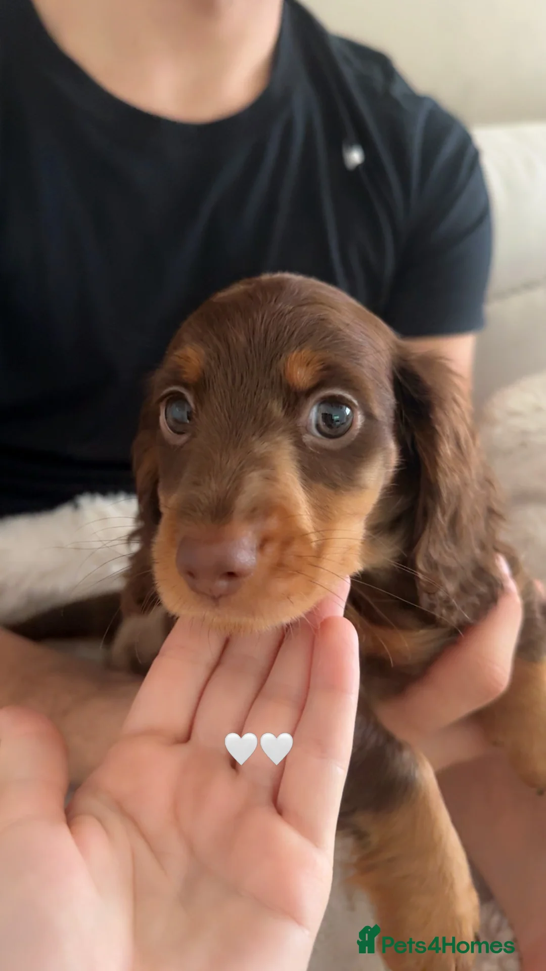 Miniature Dachshund dogs for sale: 1 male long hair miniature daschunds for sale - Advert 2