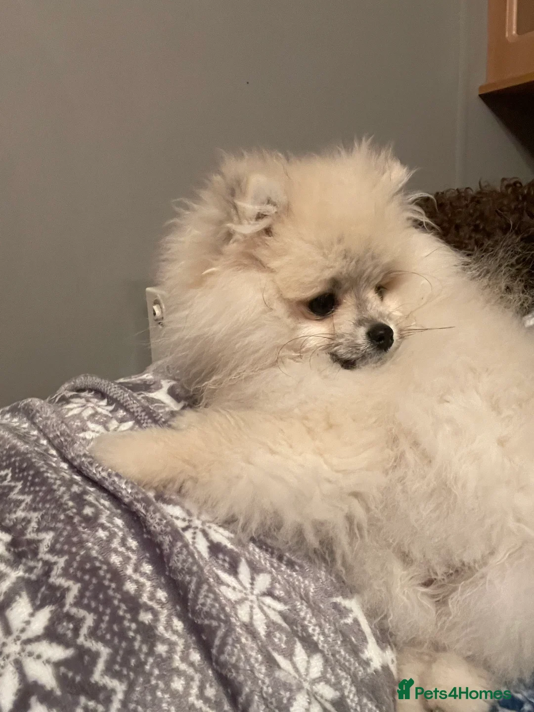 Pomeranian dogs for stud: FOR STUD-Beautiful KC Reg Cream/Wolf Sable in Burry Port - Advert 10