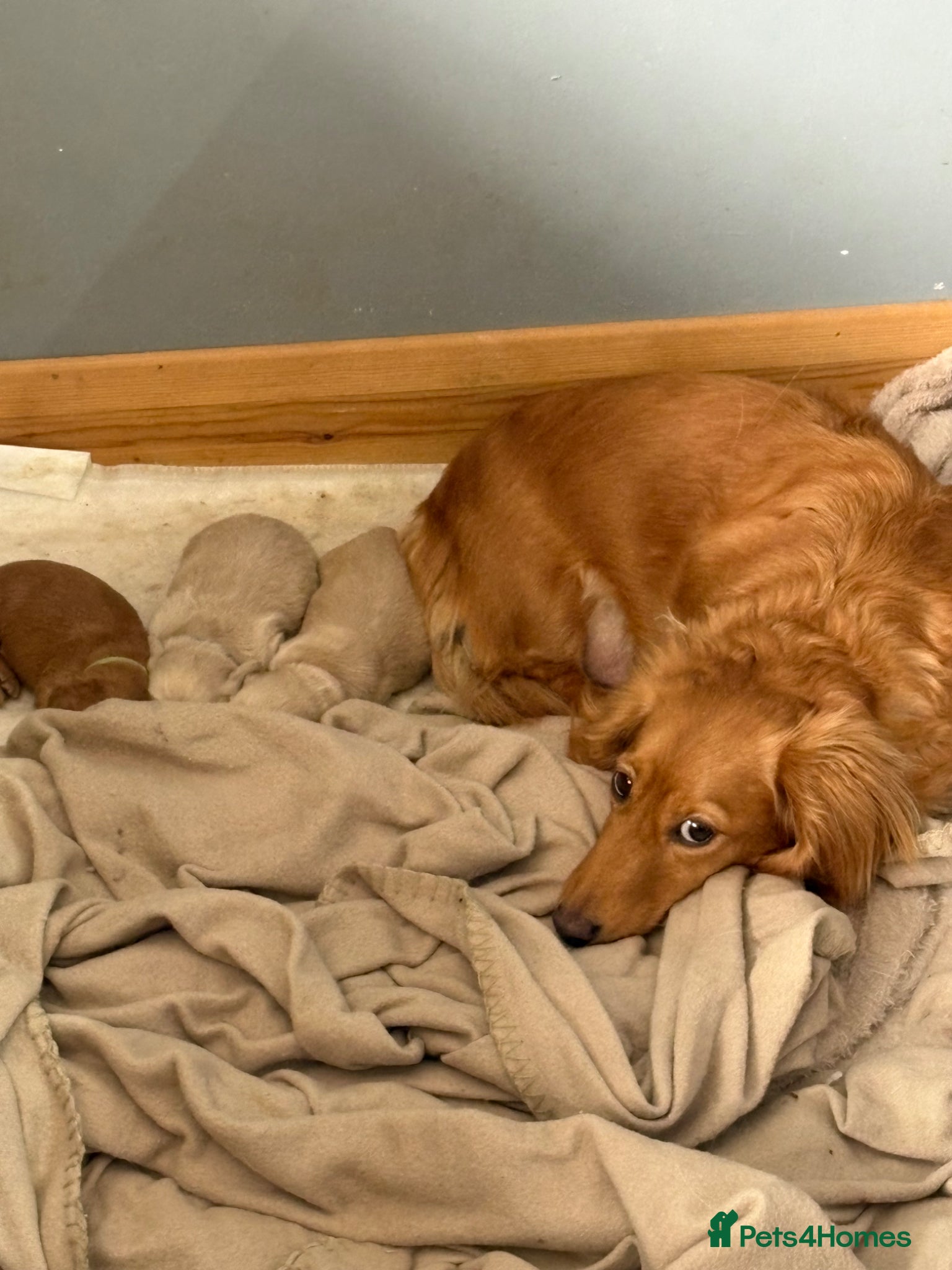 Miniature Dachshund dogs 3 delicious long hair miniature dachshund  - Advert 16